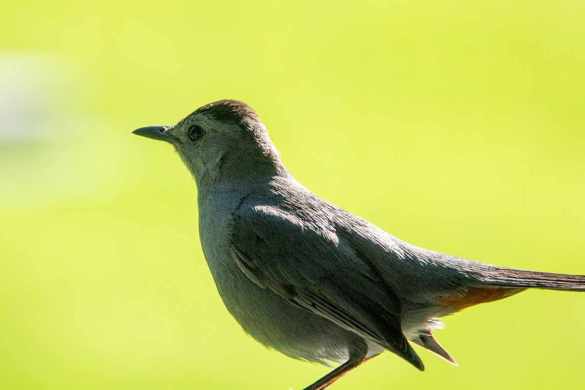 Pájaro Gato Gris - ML636478561