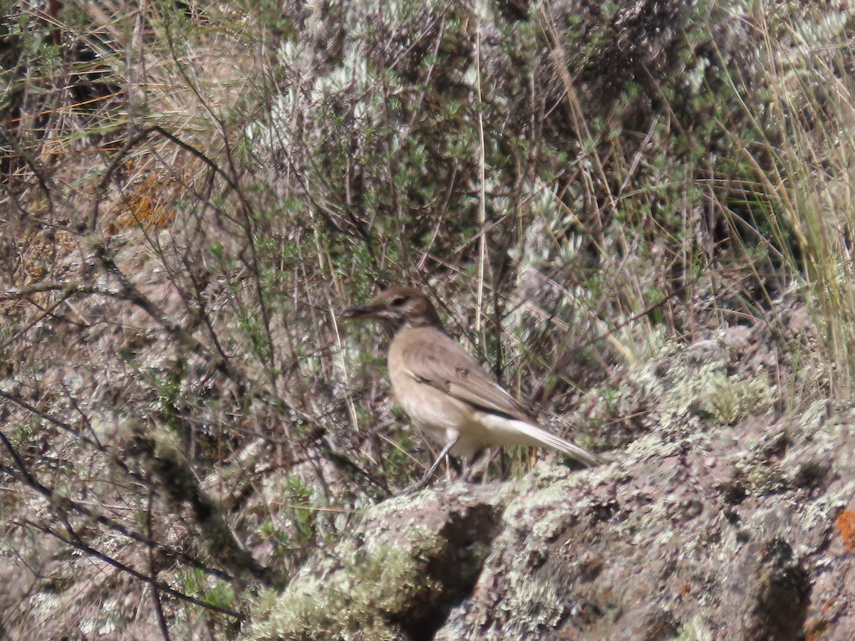 Black-billed Shrike-Tyrant - ML636478691