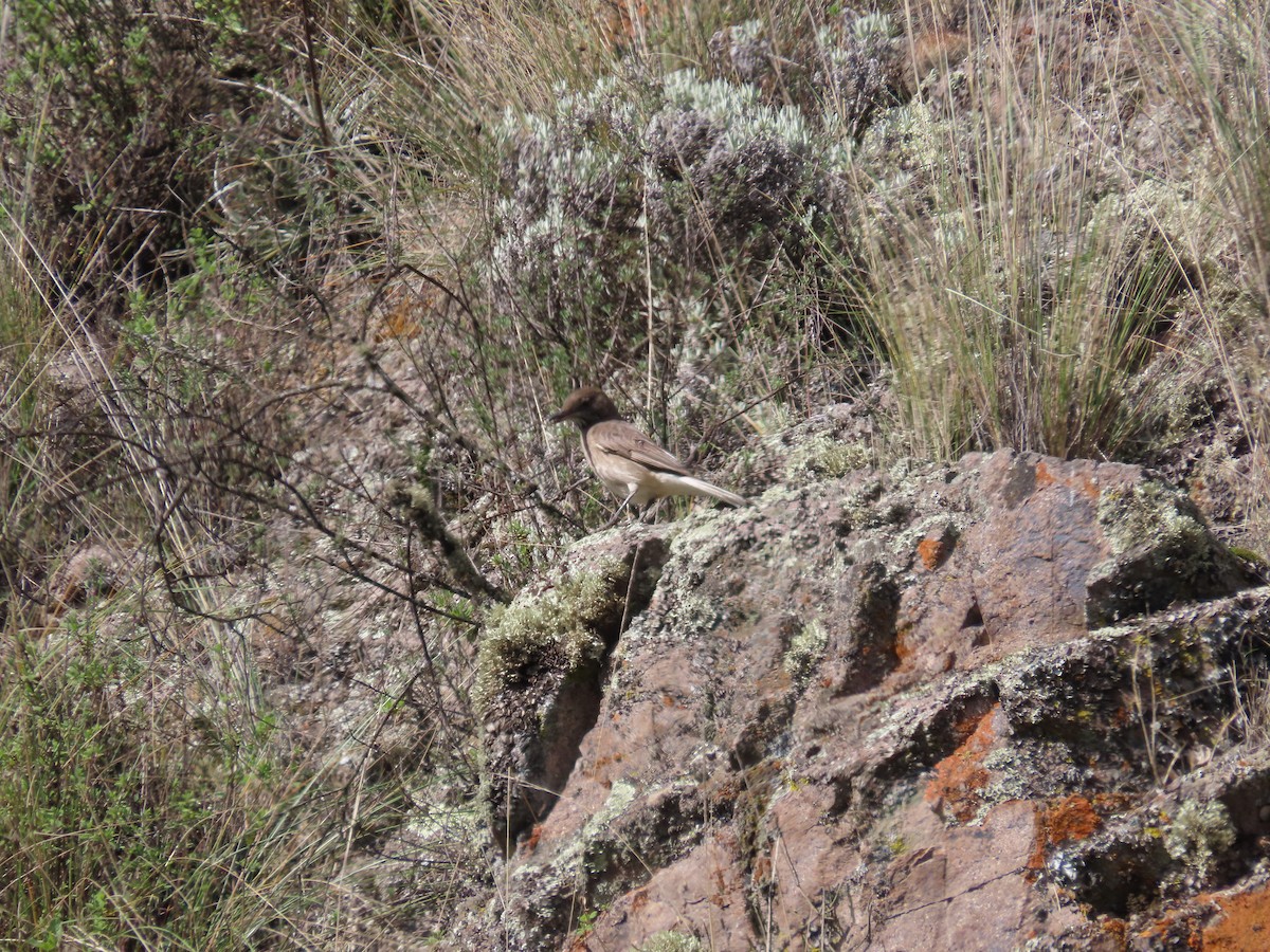 Black-billed Shrike-Tyrant - ML636478692