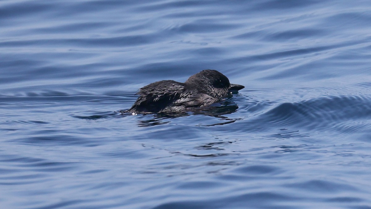 Cassin's Auklet - ML636478771