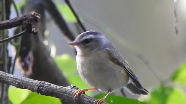 Golden-crowned Warbler (White-bellied) - ML636478804