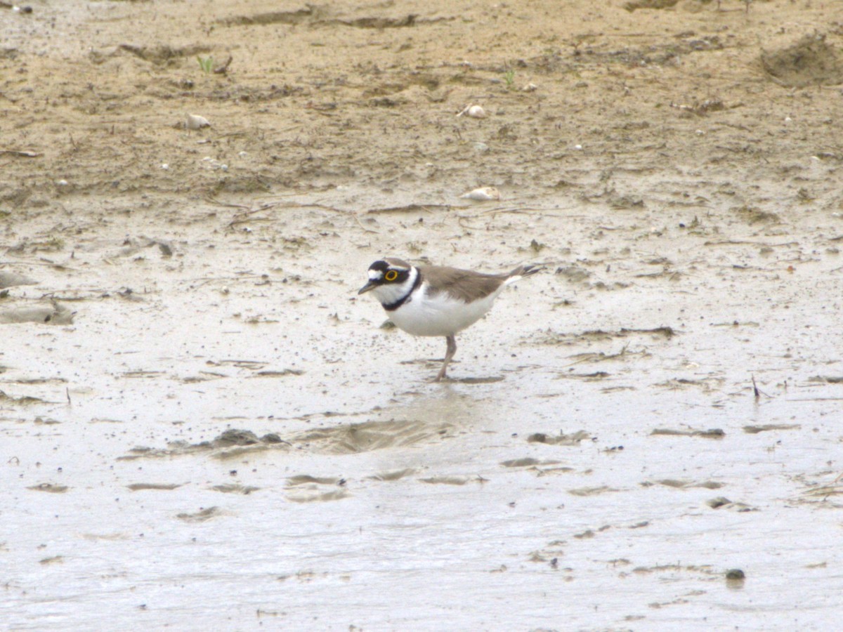 Little Ringed Plover - ML636478848