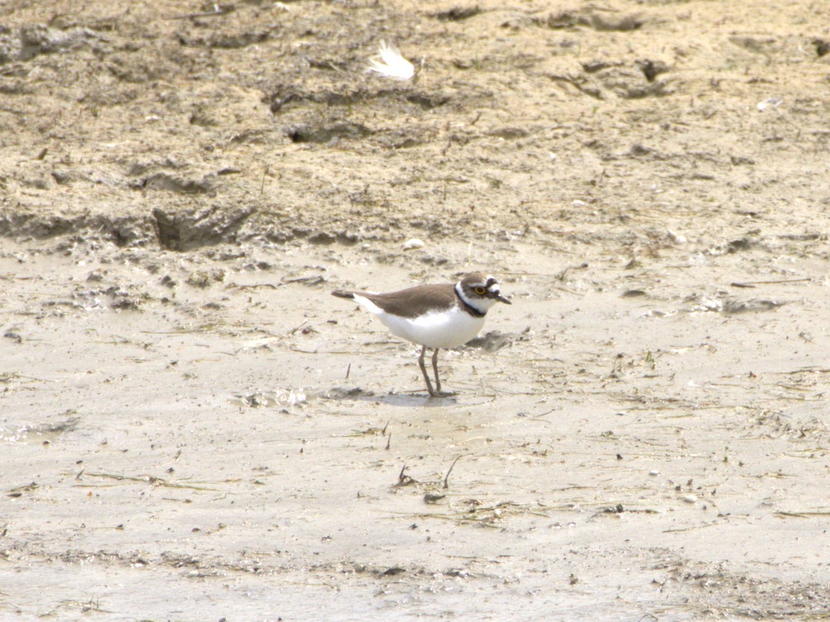 Little Ringed Plover - ML636478849
