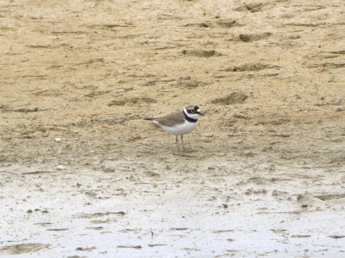 Little Ringed Plover - ML636478851