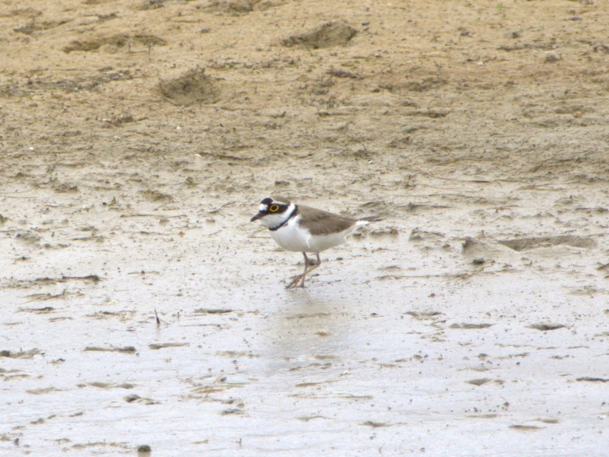 Little Ringed Plover - ML636478852