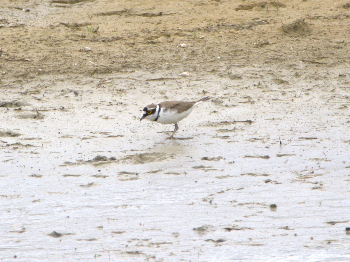 Little Ringed Plover - ML636478853