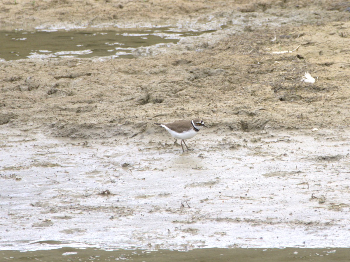 Little Ringed Plover - ML636478854