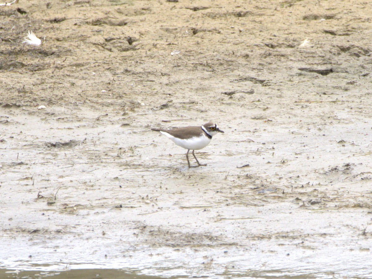 Little Ringed Plover - ML636478856