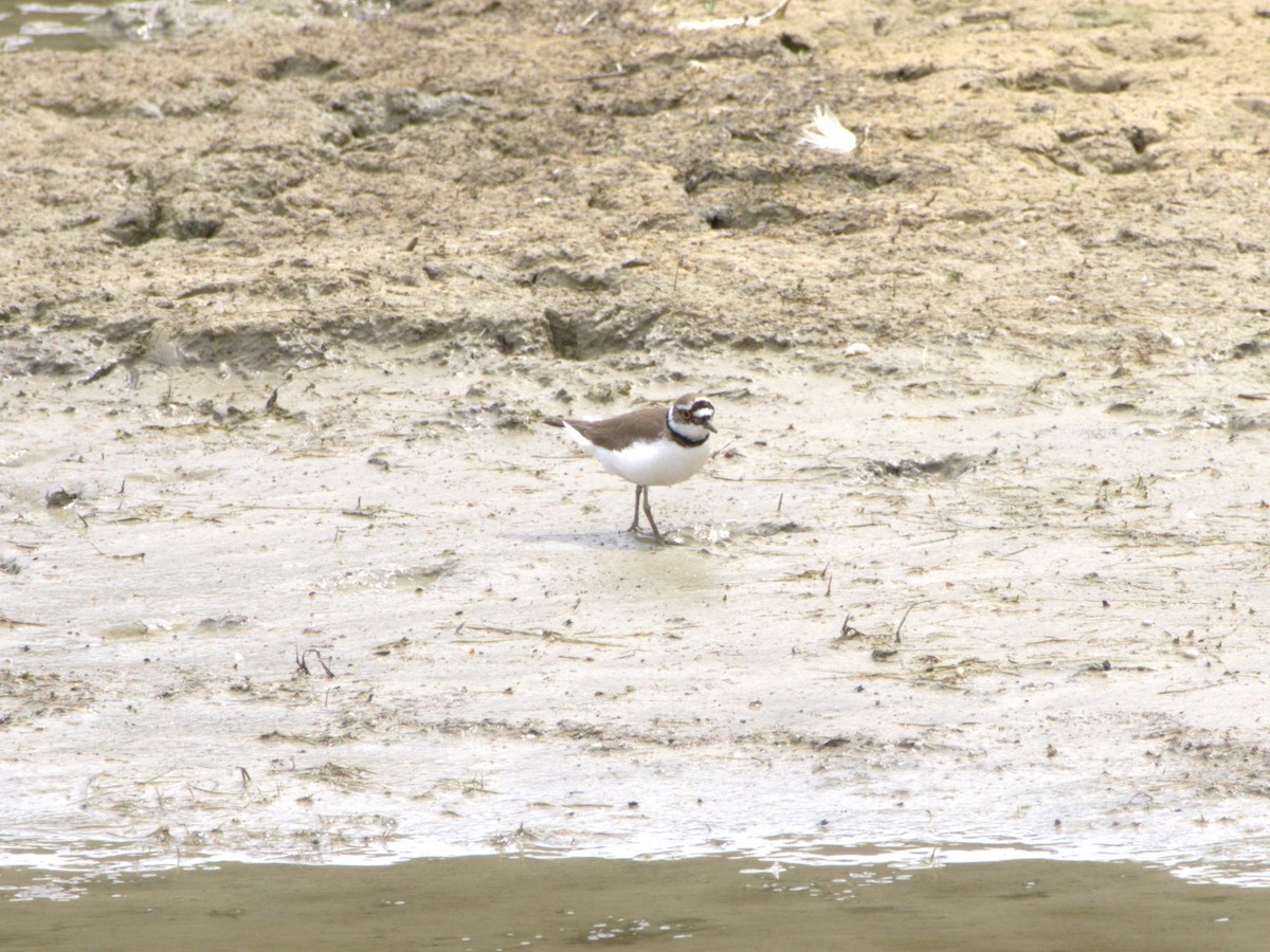 Little Ringed Plover - ML636478857