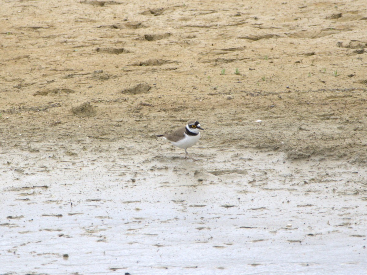 Little Ringed Plover - ML636478860