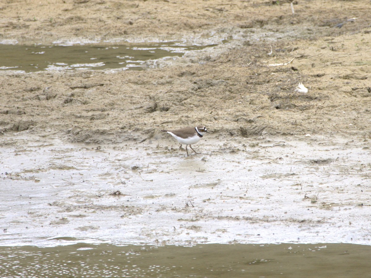 Little Ringed Plover - ML636478861