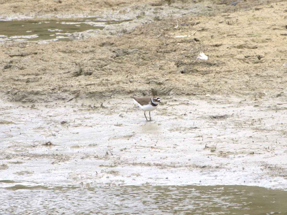 Little Ringed Plover - ML636478862