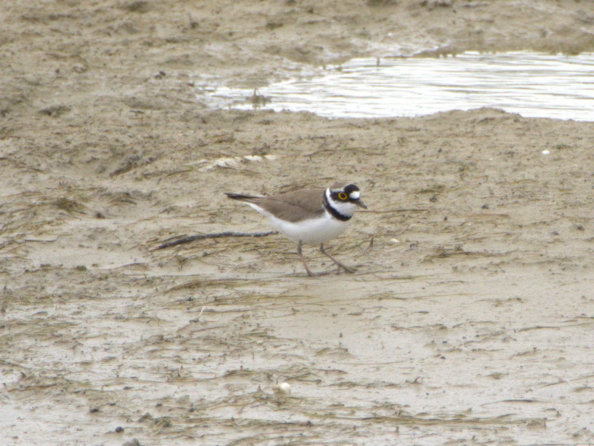 Little Ringed Plover - ML636478976