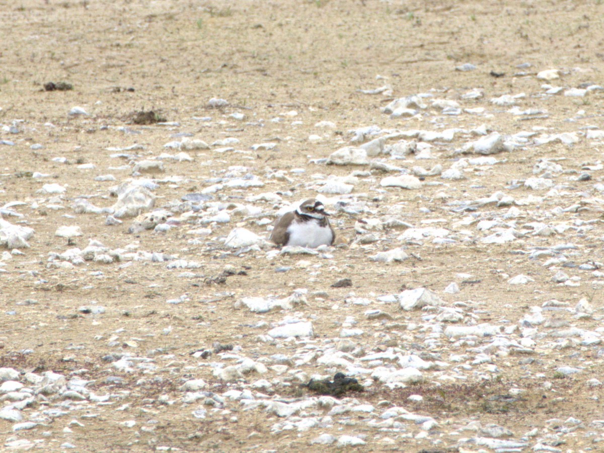Little Ringed Plover - ML636478977
