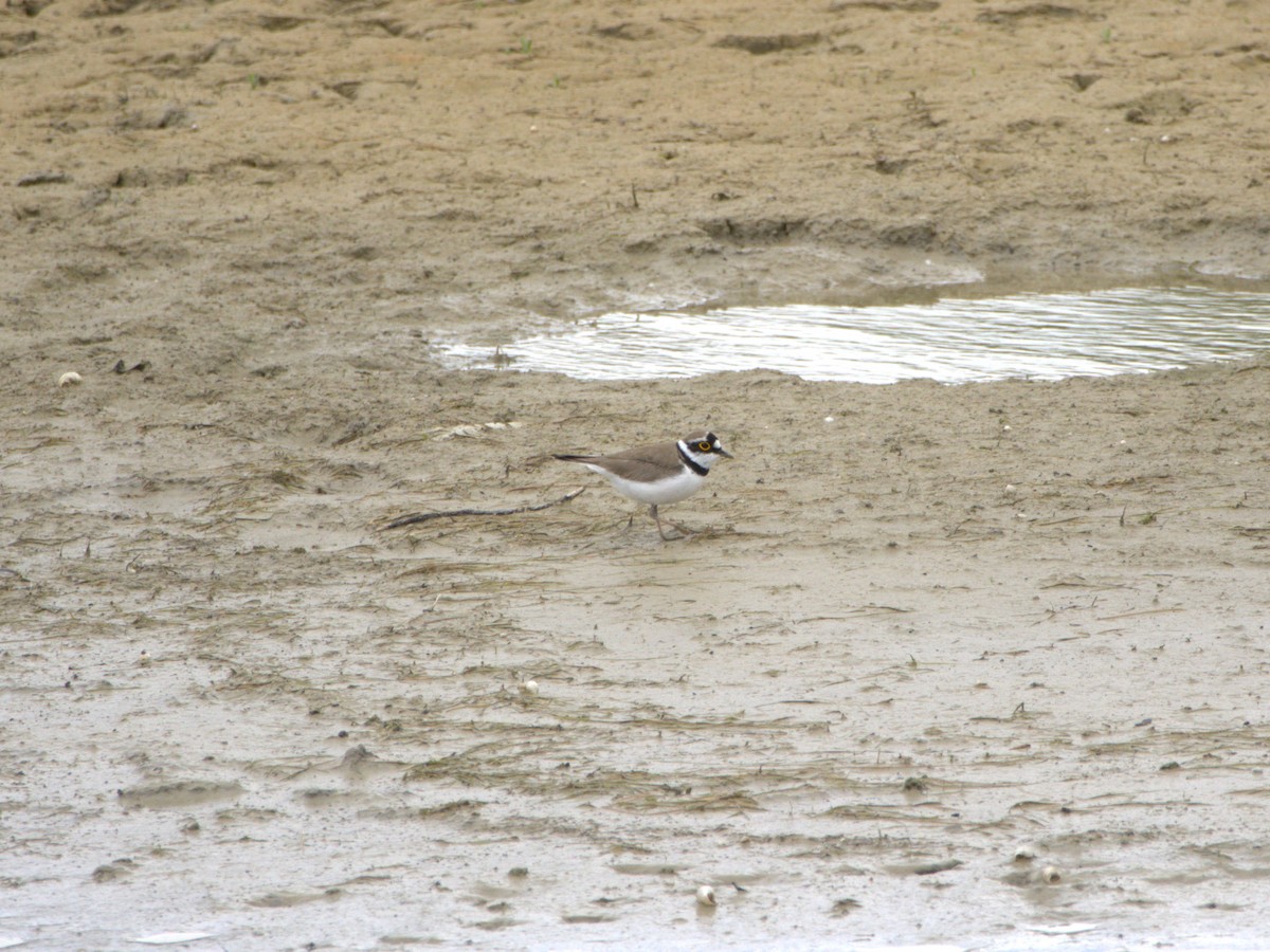 Little Ringed Plover - ML636478978