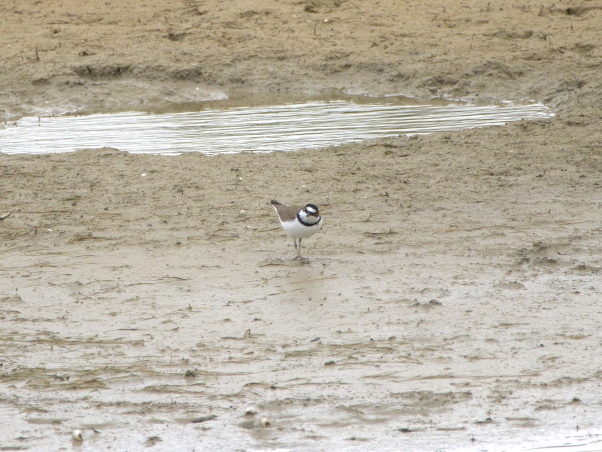 Little Ringed Plover - ML636478979