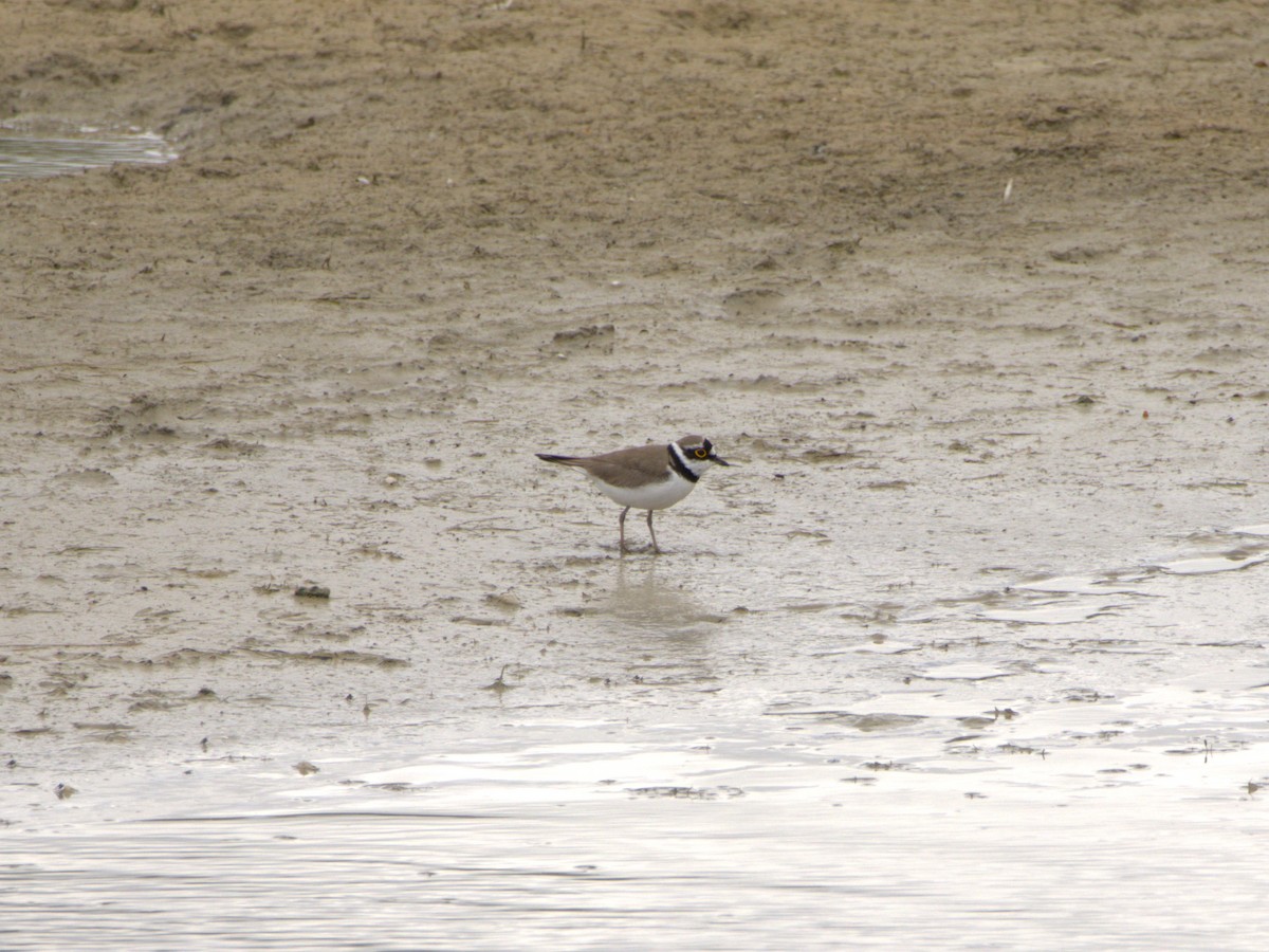Little Ringed Plover - ML636478980