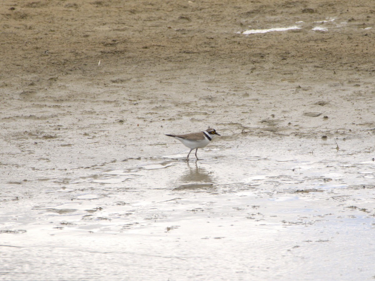 Little Ringed Plover - ML636478982