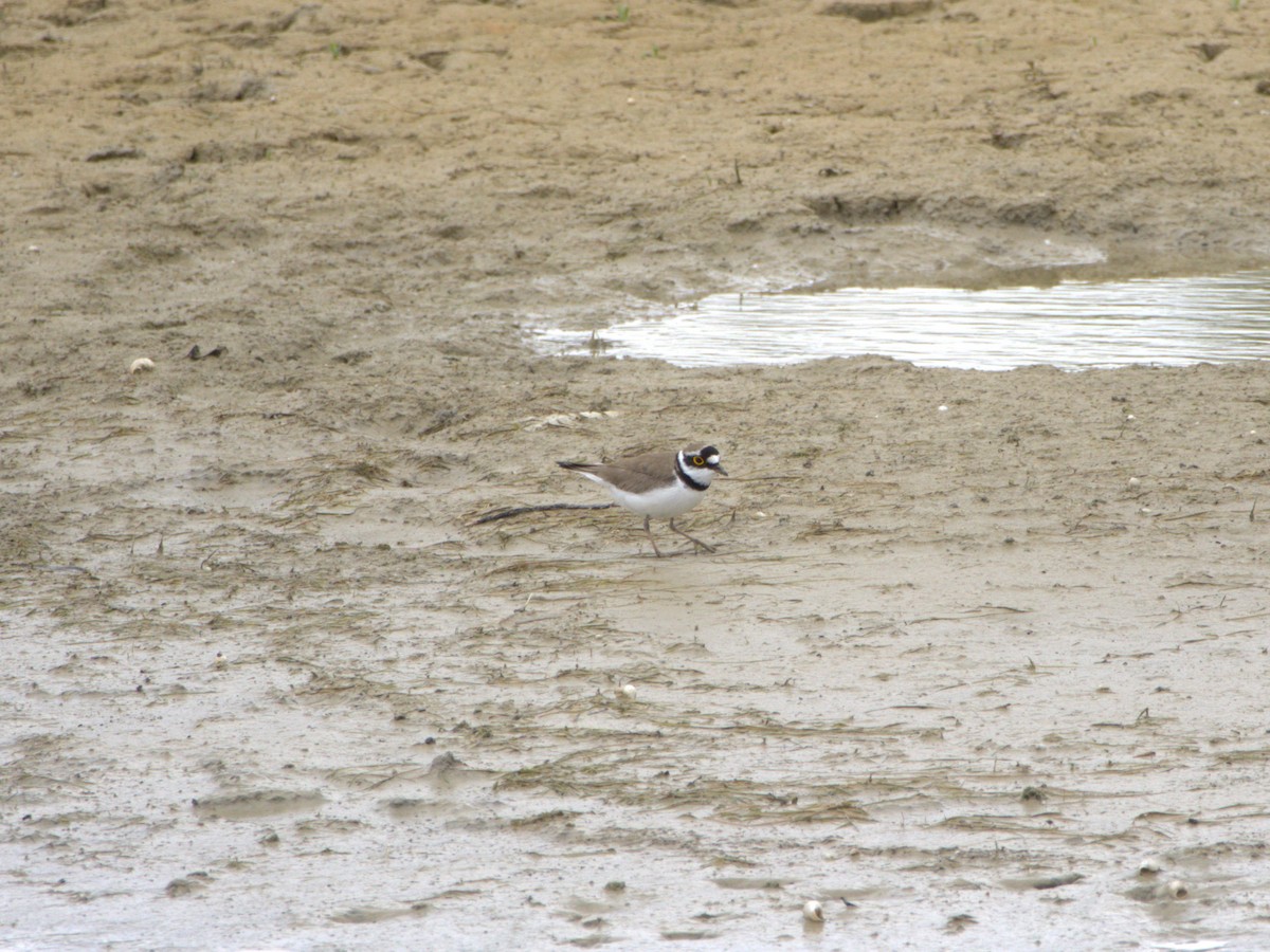 Little Ringed Plover - ML636478983