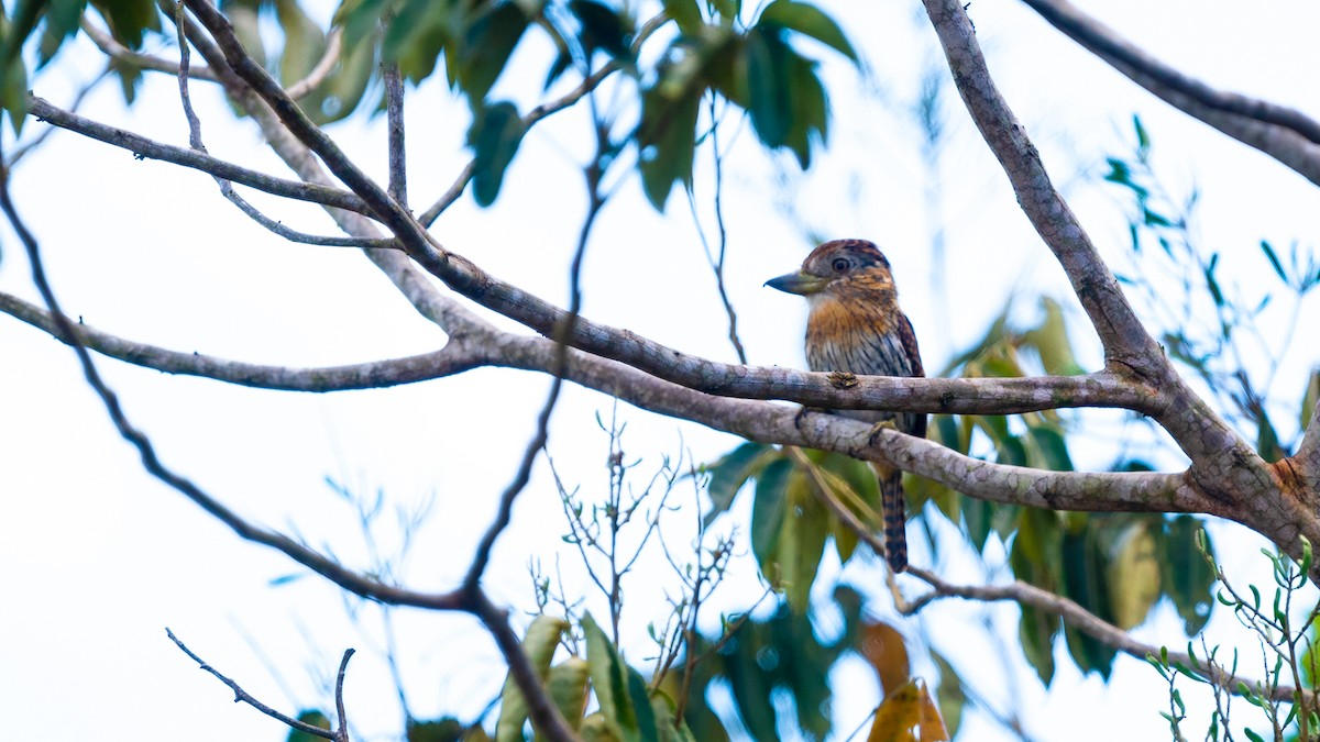 Western Striolated-Puffbird - ML636479032
