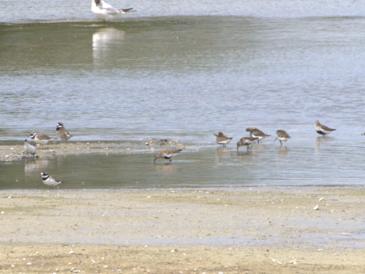 Dunlin - ML636479033