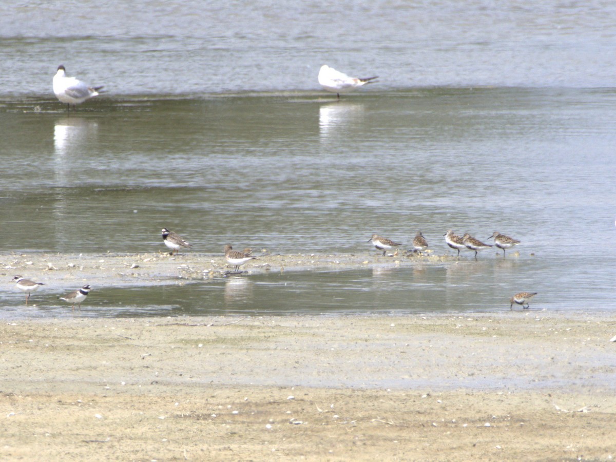 Dunlin - ML636479034