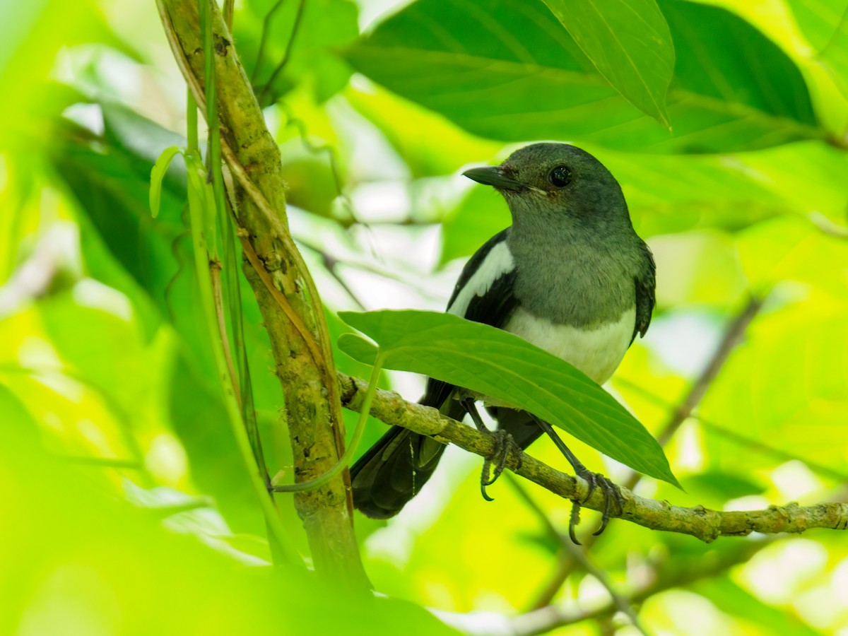 Philippine Magpie-Robin - ML636479087