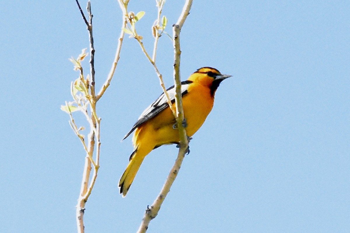 Bullock's Oriole - ML636479145