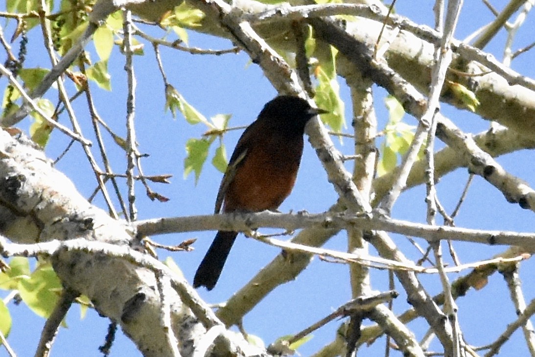 Orchard Oriole - ML636479179