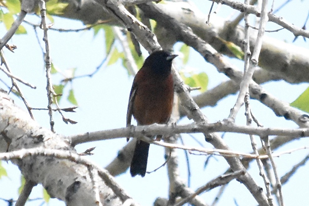 Orchard Oriole - ML636479180
