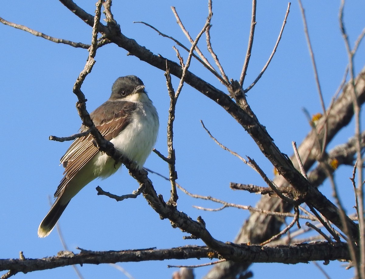 Eastern Kingbird - ML636479226