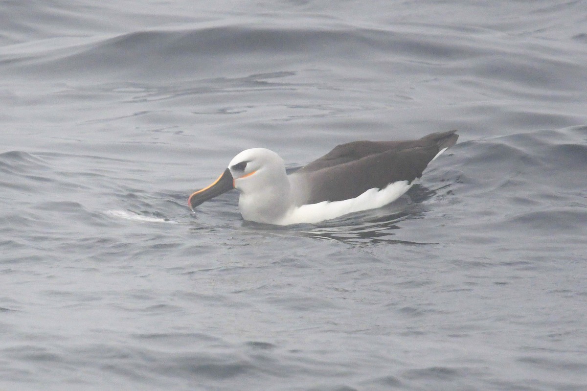 Albatros Picofino Atlántico - ML636479227