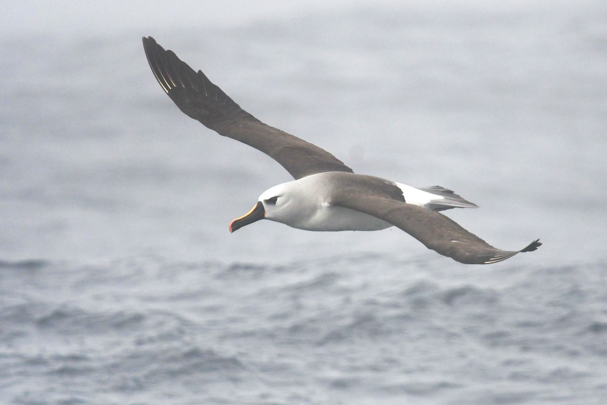 Albatros Picofino Atlántico - ML636479237