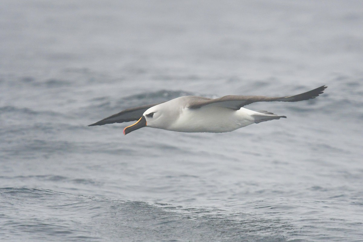Albatros Picofino Atlántico - ML636479242