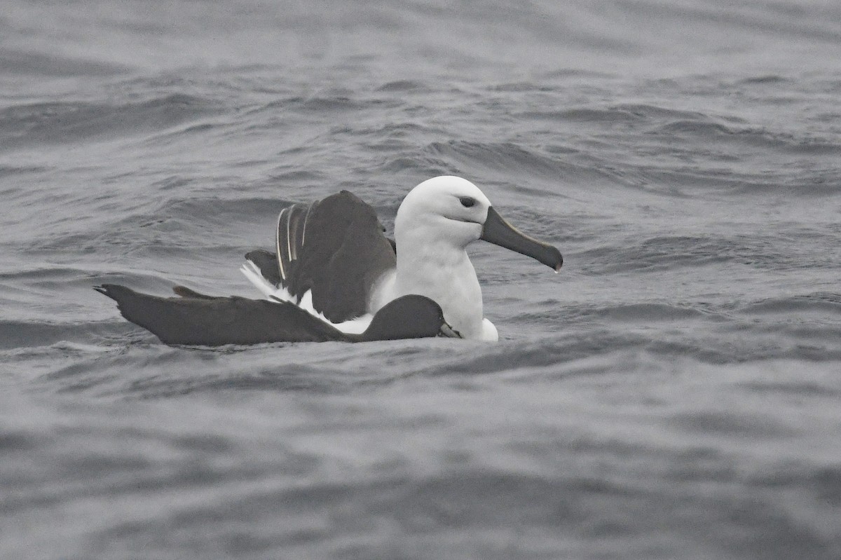 Indian Yellow-nosed Albatross - ML636479252
