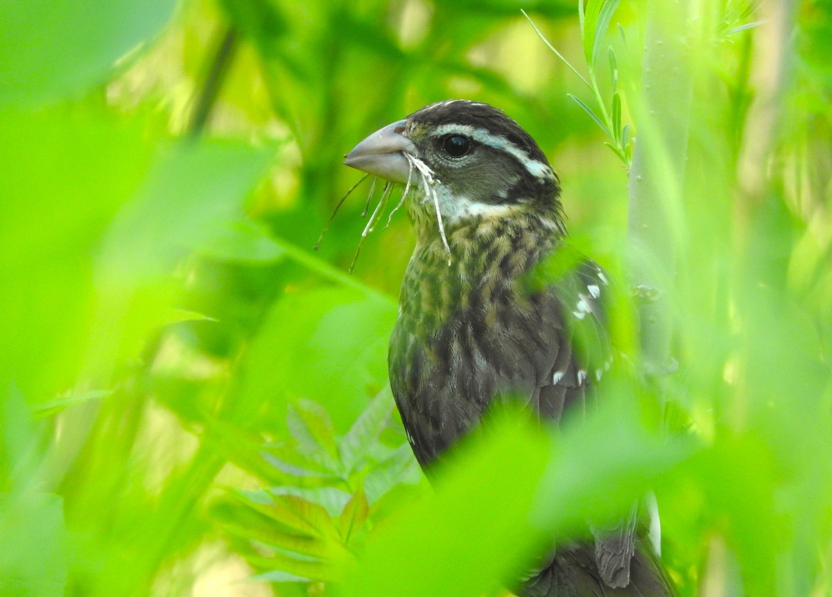 Rose-breasted Grosbeak - ML636479261