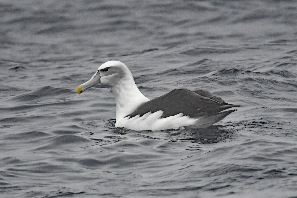 ハジロアホウドリ - ML636479270