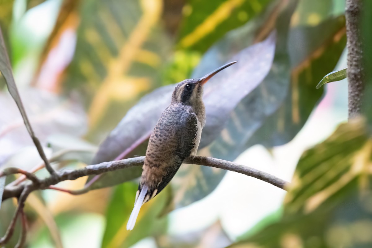 Long-billed Hermit - ML636479272