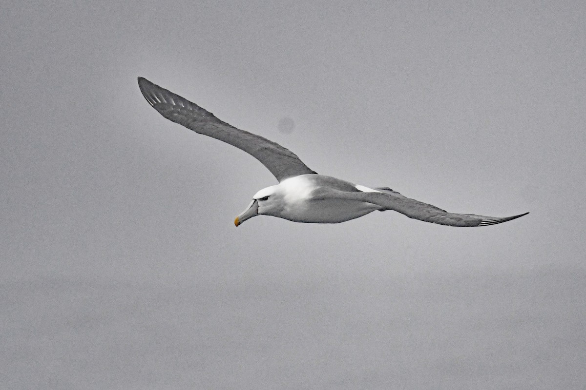 ハジロアホウドリ - ML636479277