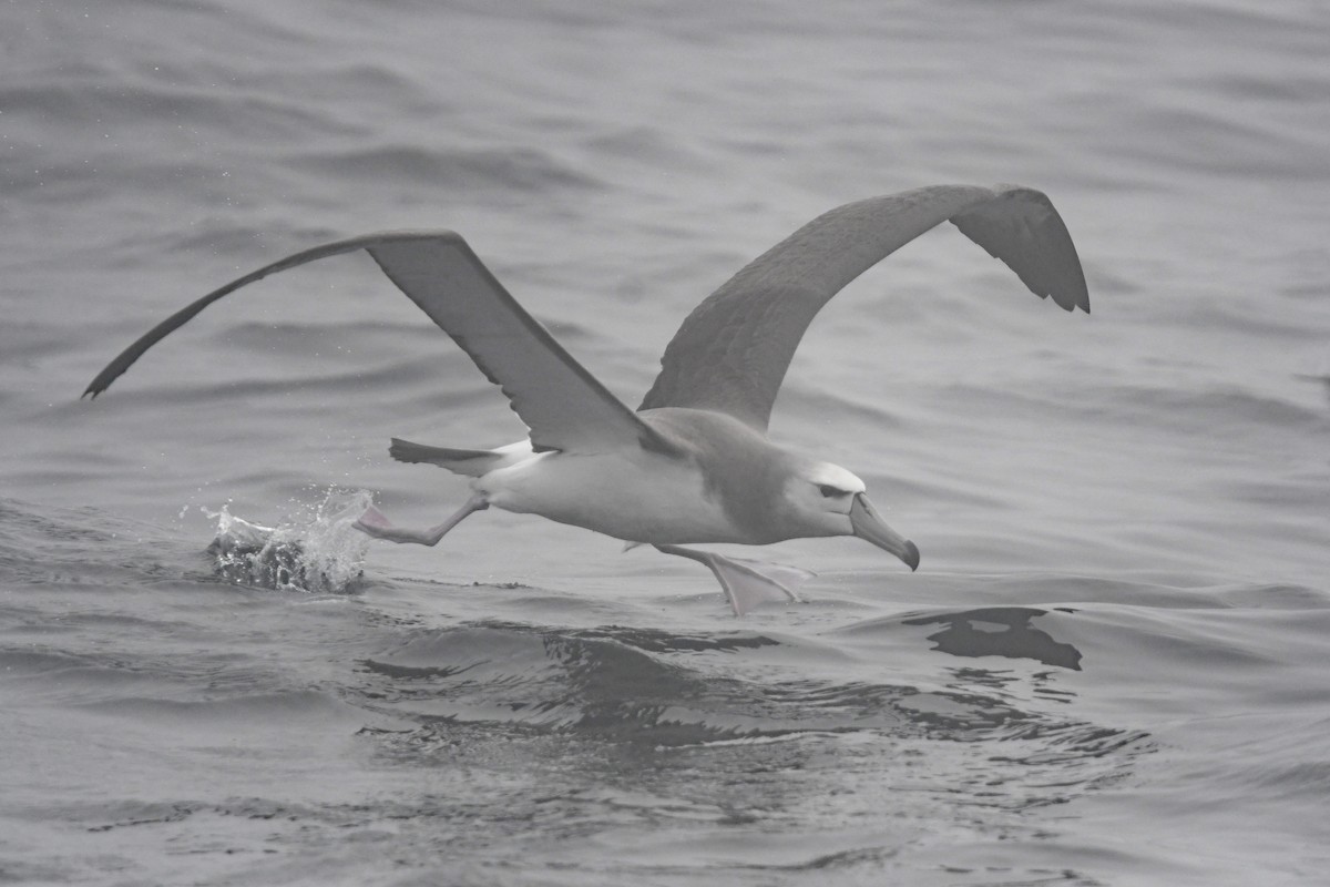 ハジロアホウドリ - ML636479283