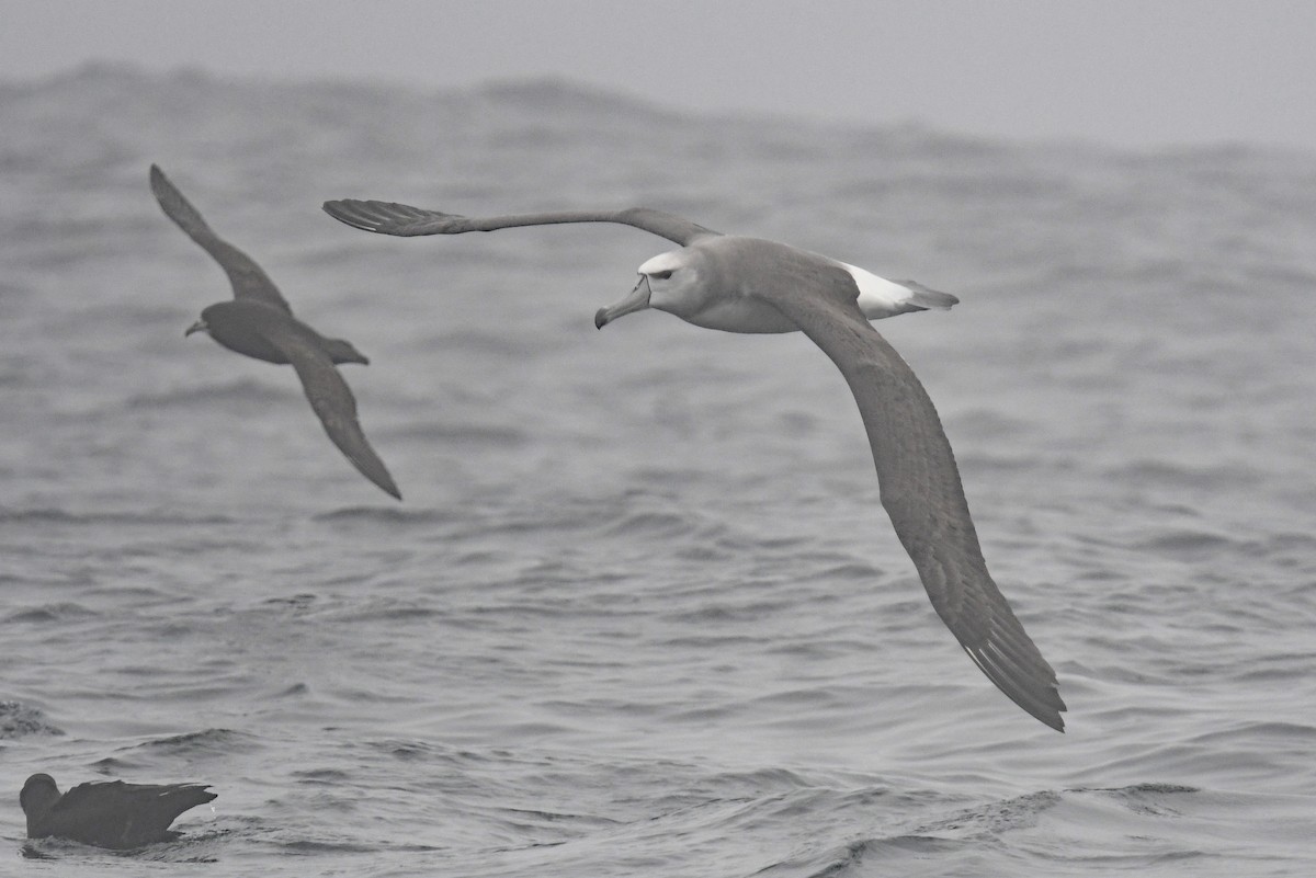 ハジロアホウドリ - ML636479297