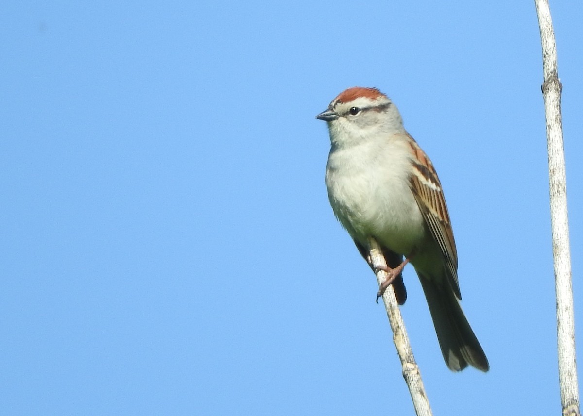 Chipping Sparrow - ML636479300