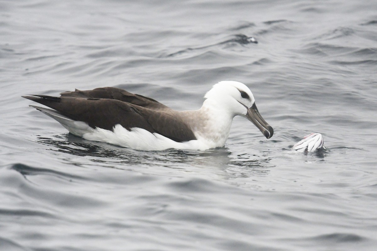 マユグロアホウドリ - ML636479304
