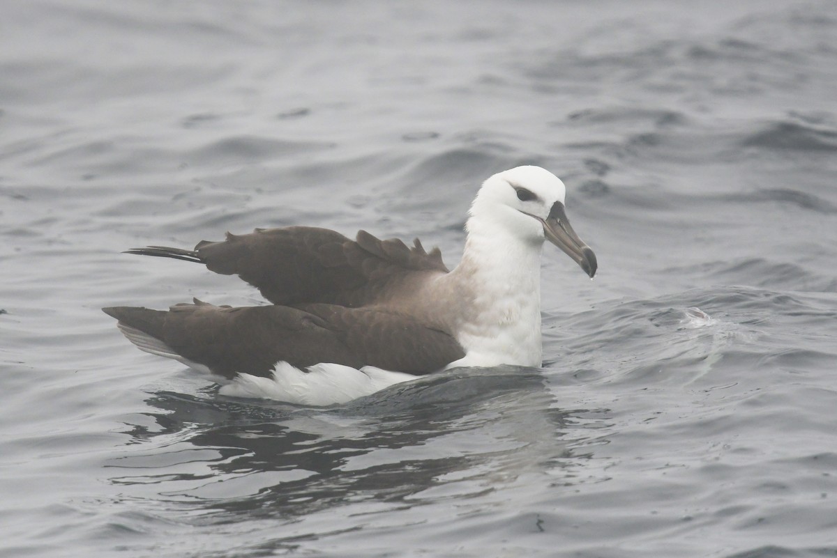 マユグロアホウドリ - ML636479311