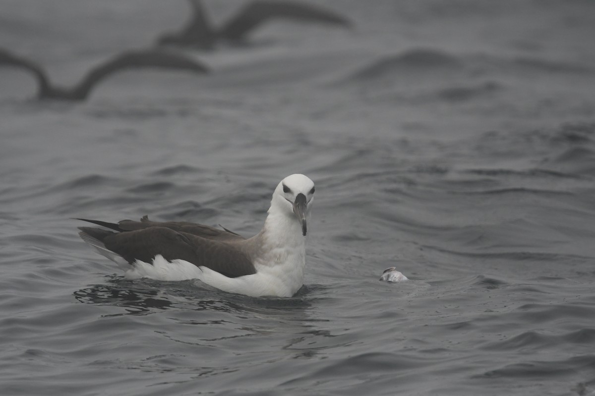 マユグロアホウドリ - ML636479326