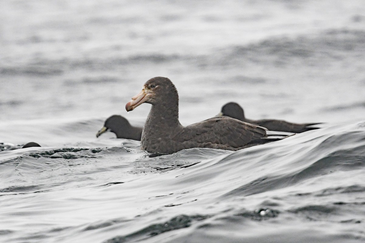 キタオオフルマカモメ - ML636479329