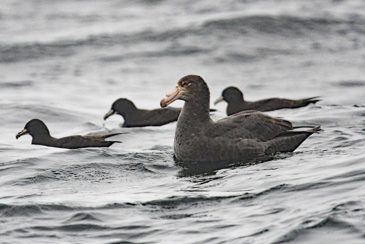 キタオオフルマカモメ - ML636479338