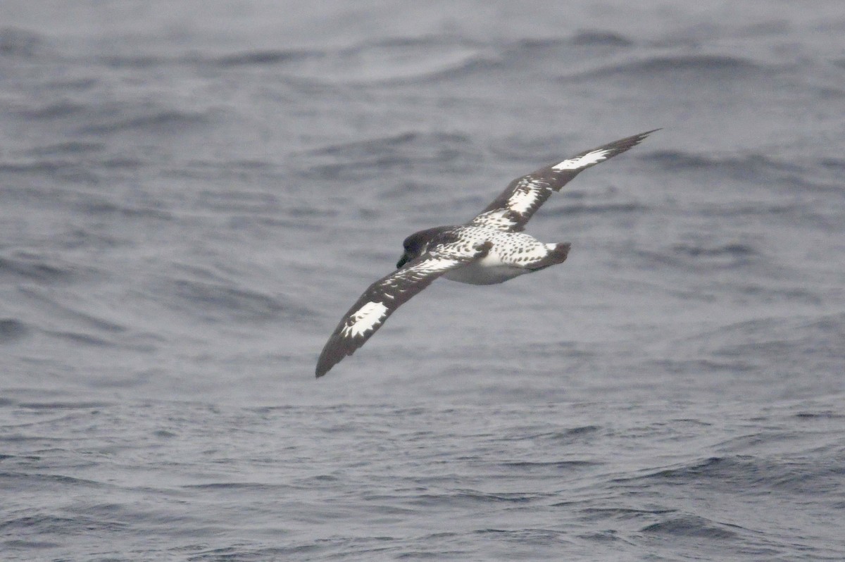 マダラフルマカモメ - ML636479349