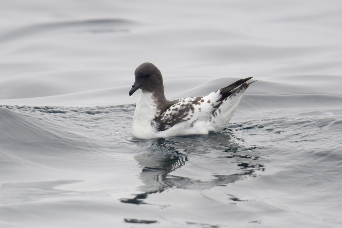 マダラフルマカモメ - ML636479356