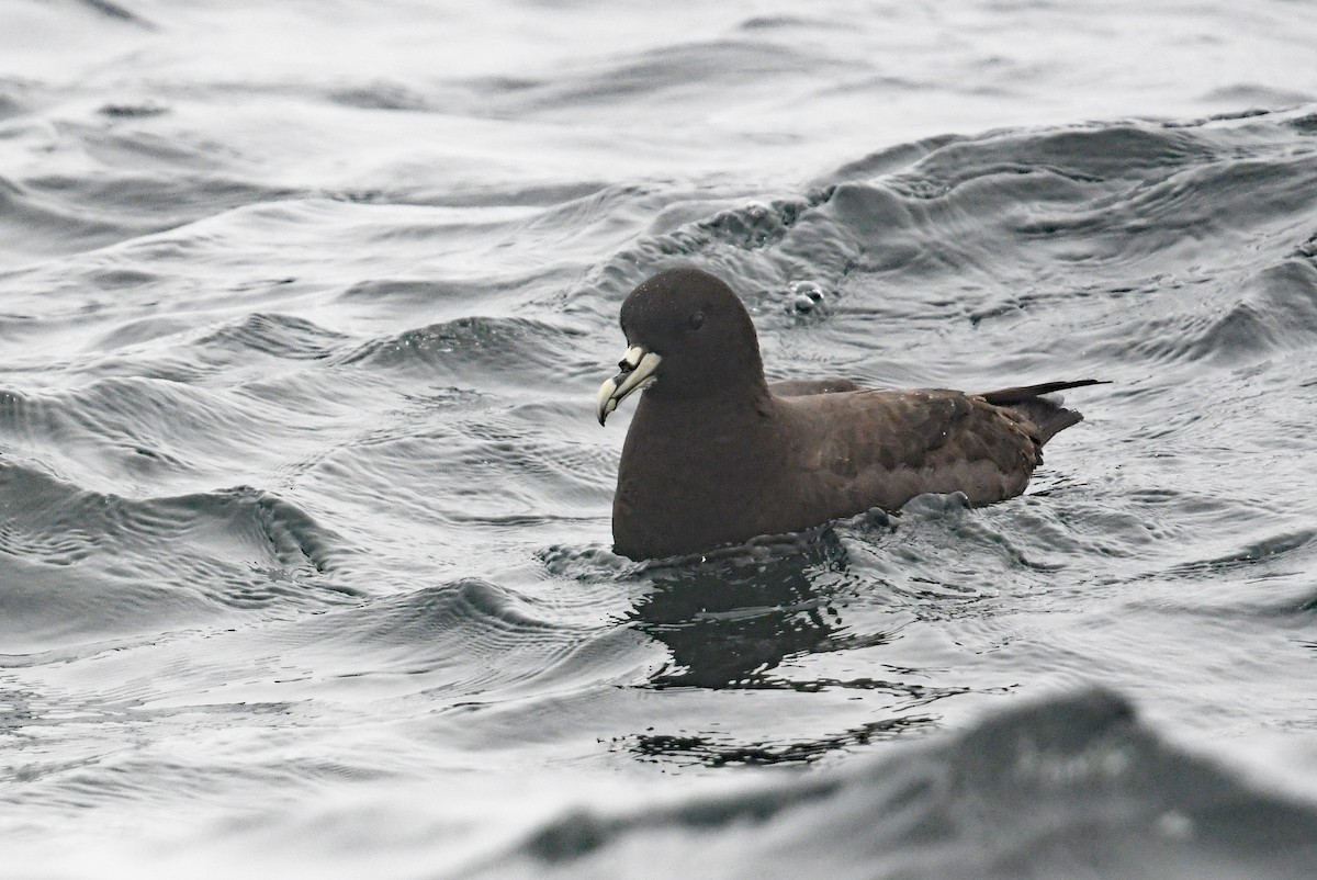 ノドジロクロミズナギドリ - ML636479369